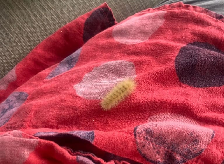 A furry yellow caterpillar crawls along a red linen shirt with white and black polka dots.