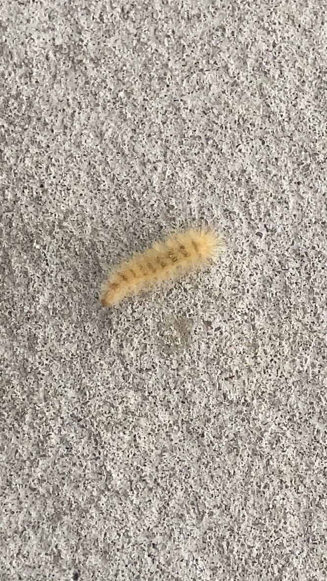 A creamy yellow furry caterpillar with black bands crawls along a concrete floor