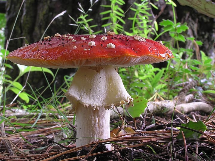 A red-capped mushroom growing amidst a forest floor covered in pine needles and green plants.