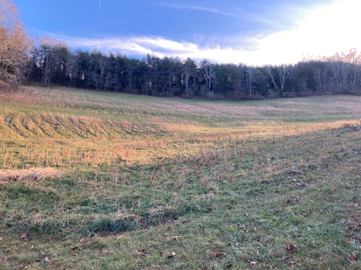 A sloped rolling field of tall grass with a line of trees against the background and the late-day sun shining.