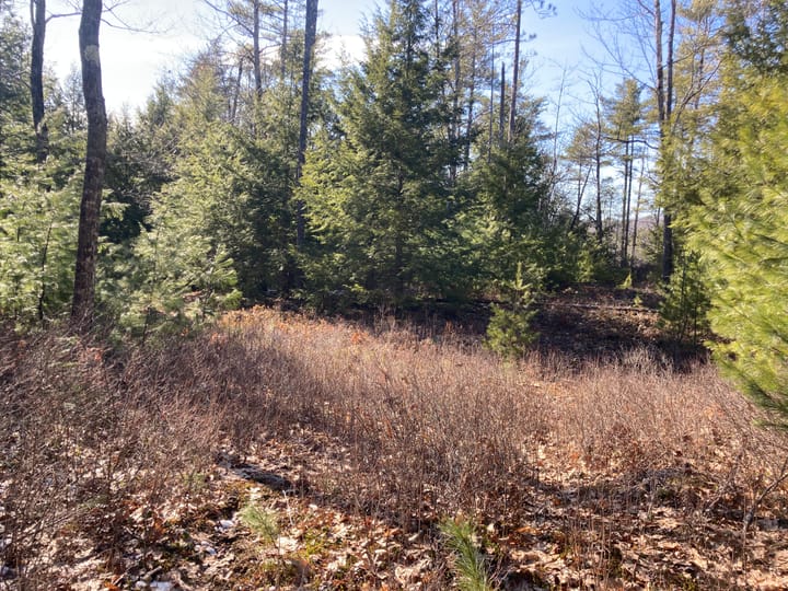A bright, late winter day in the woods, with evergreen pine trees, other deciduous trees, and a brown ground cover of leaves and dead brush.